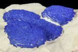 Brilliant Blue Azurite Sun Cluster On Rock - Australia #77613-1